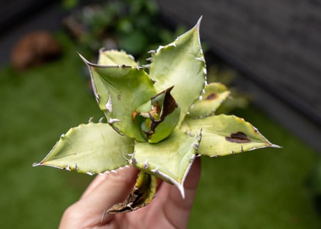 Agave Sowing seeds NO.6