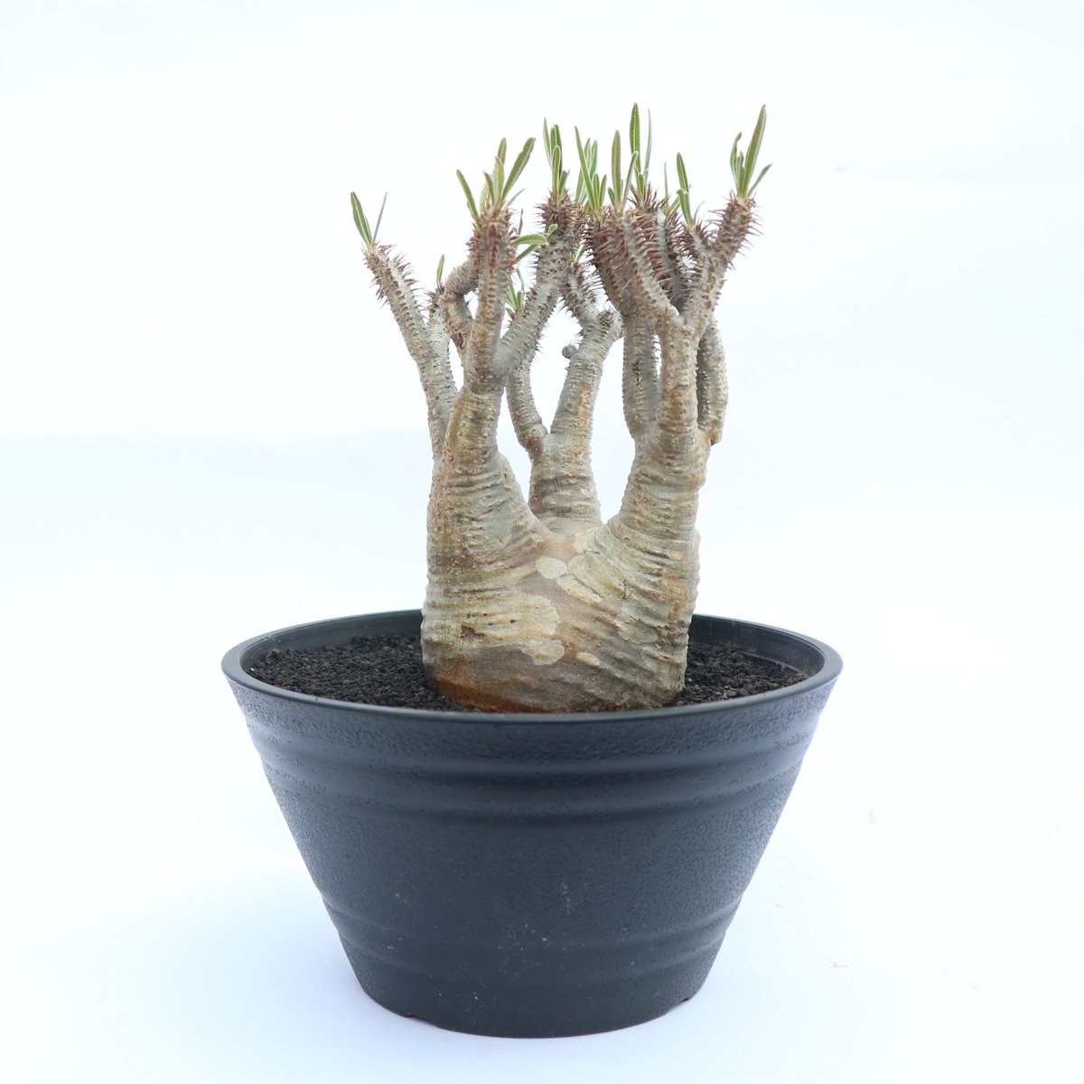 パキポディウム グラキリス no.26 | mana's farm:塊根植物・アガベ