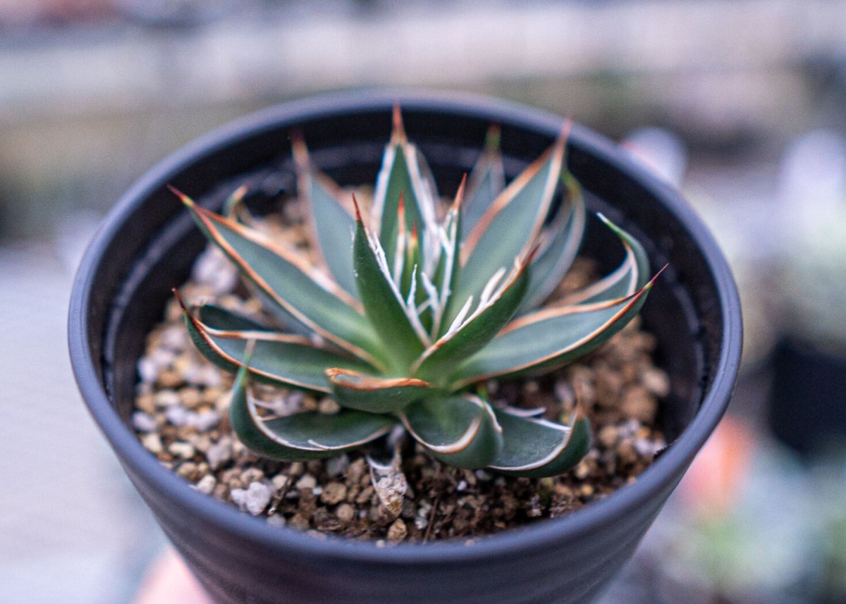 アガベ ホワイトストライプ | mana's farm:塊根植物・アガベ・ドライ