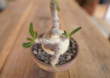パキポディウム　グラキリス　 Pachypodium Gracilius
