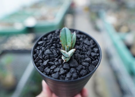 アガベ　チタノタ　 ブラックアンドブルー 　Agave titanota black and blue　No.16