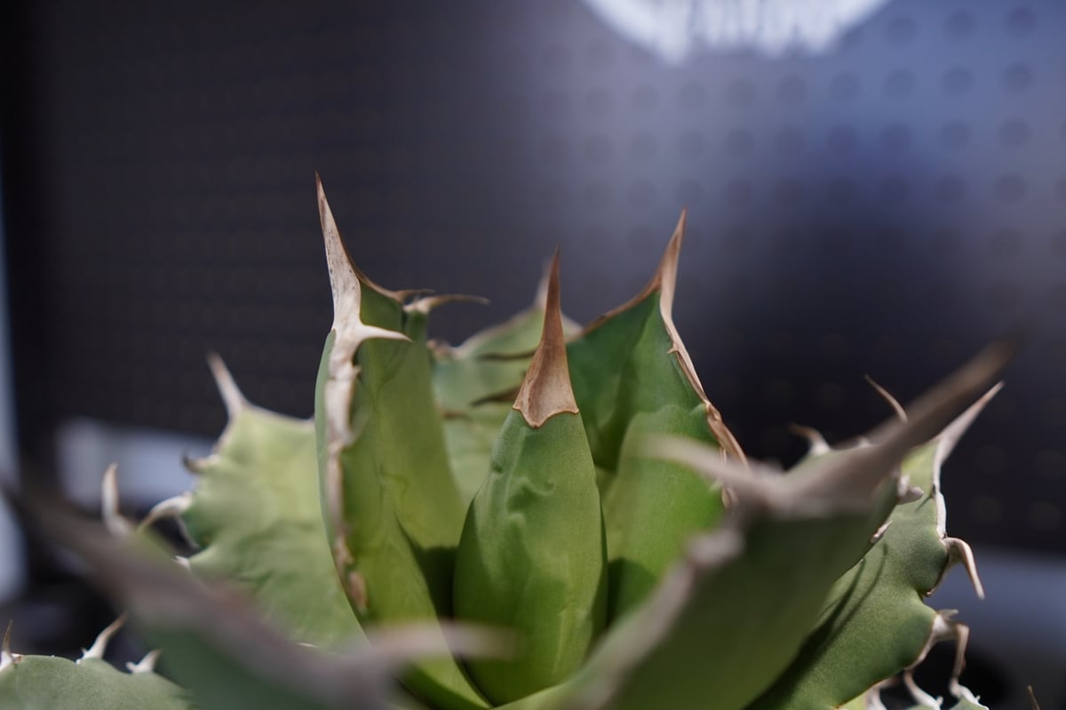 アガベ チタノタ FO-76 No.1 | mana's farm:塊根植物・アガベ・ドライガ