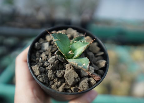カキコアガベ　チタノタ　FO-76　agave titanota  FO-76　子株　A12