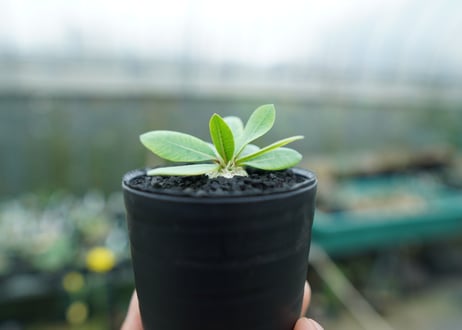 パキポディウム　恵比寿笑い　Pachypodium brevicaule　No.1