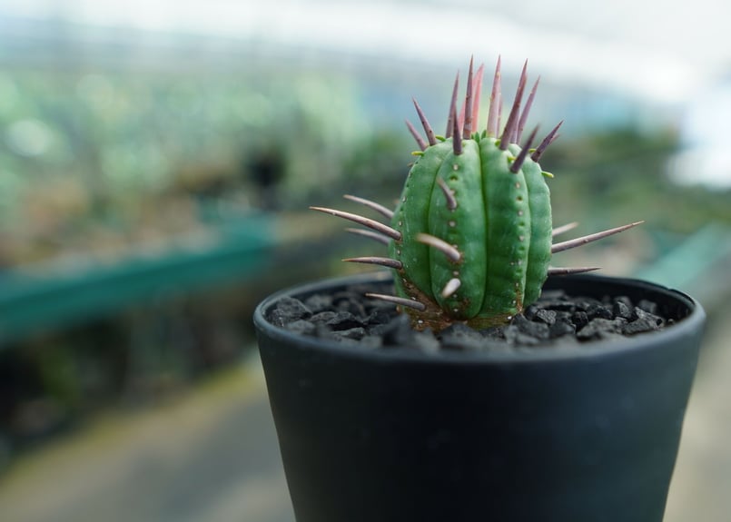 ユーフォルビア フェロックス Euphorbia ferox No.2 | mana's f