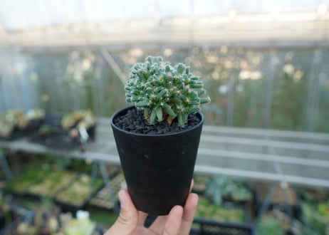 トリコディアデマ　デンサム　Trichodiadema densum  No.1
