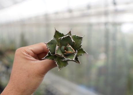 Agave titanota FO-76 C NO.1   (G)