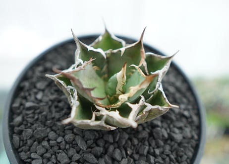 アガベ　チタノタ　FO-76　agave titanota  FO-76　No.12