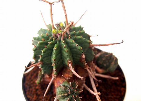 ユーフォルビア バリダ 仔吹き　Euphorbia valida