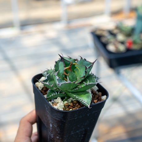 【Power_of_Power】アガベ　オテロイ　セット アガベ オテロイ チタノタ 6株セット （Amazon.co.jp: 種 Agave