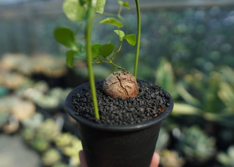 亀甲竜　Dioscorea elephantipes No.5