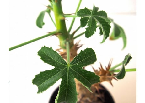 Jatropha fissispina　ヤトロファ フィッシスピナ