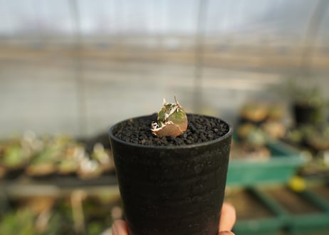 アガベ　チタノタ　鬼爪雪峰  Agave titanota “Onitsume Yukimine”