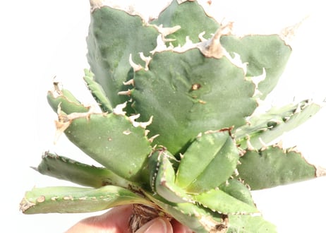 Agave titanota FO-76 compacta dwarf  no.1
