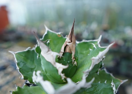 アガベ　チタノタ　白火焔　agave titanota white fire