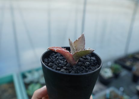 アガベ　チタノタ　萬代厳竜　Agave lophantha×titanota