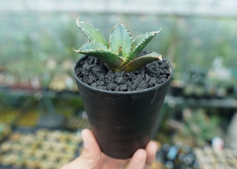 アガベ　チタノタ　FO-76　Agave titanota  FO-76　No.4