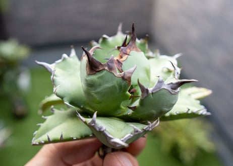 Agave titanota dwarf 姫厳龍NO.3