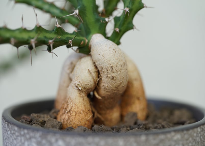 Euphorbia knuthii | mana's farm:塊根植物・アガベ・ドライガーデ