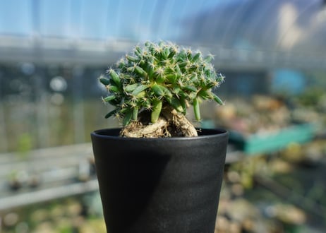 トリコディアデマ　デンサム　Trichodiadema densum  No.2