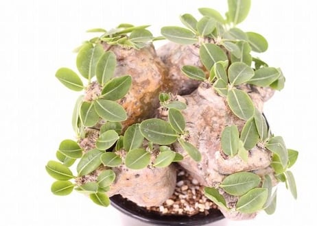 Pachypodium brevicaule　パキポディウム  ブレビカウレ　恵比寿笑い 　no.2 大株