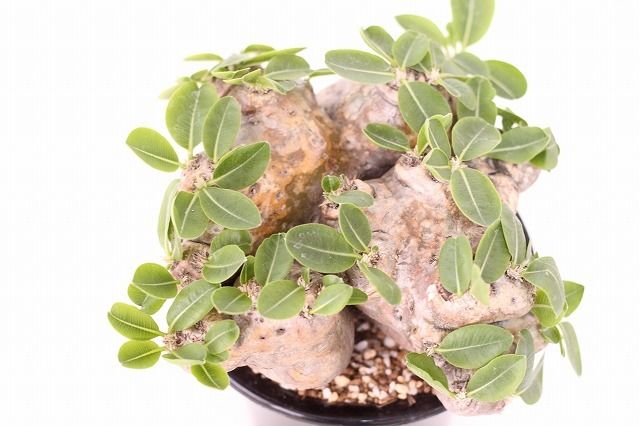 パキポディウム 恵比寿笑い Pachypodium brevicaule ⑨ Yahoo!オークション - 《PW》パキポディウム“恵比寿笑い P