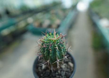 ユーフォルビア　群星冠　Euphorbia stellispina