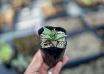 エンセファラルトス トリスピノーサス 極美株 限定1株 | mana's farm