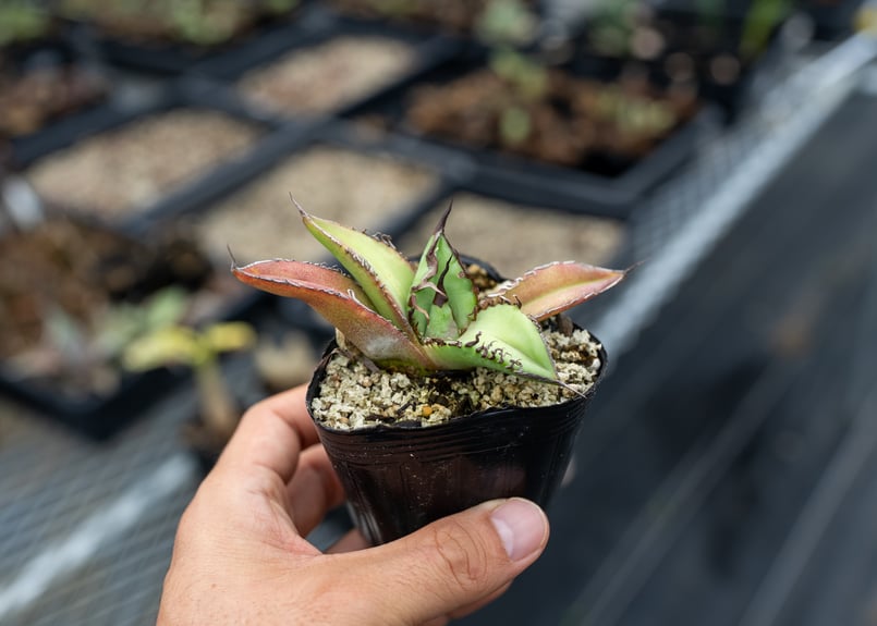 アガベ　オテロイ　実生　親株 アガベ オテロイ 実生選抜のススメ(と私の考え)｜🍀GreenSnap