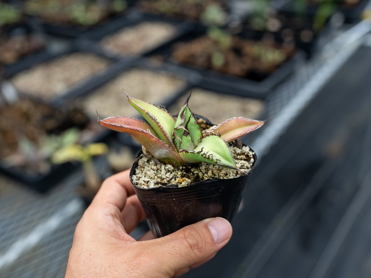 アガベ オテロイ 沖縄実生 | mana's farm:塊根植物・アガベ・ドライ