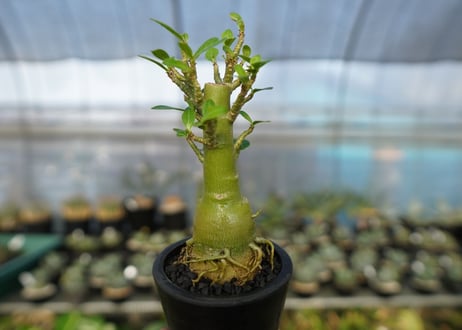アデニウム　Adenium　No.19