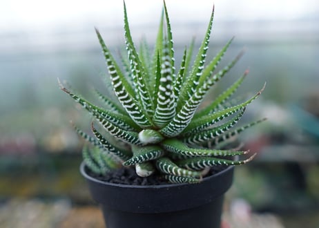 ハオルチア　十二の巻　Haworthia fasciata