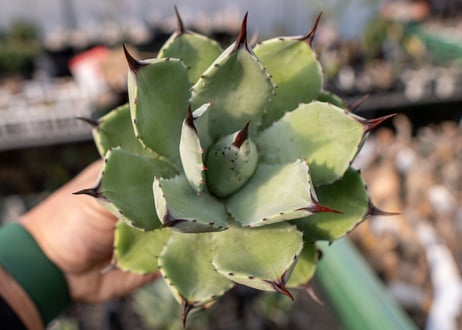 Agave Potatorum×Macroacantha   NO.2