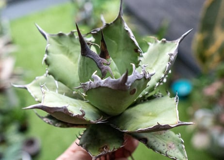 Agave titanota FO-76 B NO.5