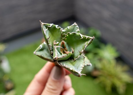 Agave titanota 白鯨嚴龍 カキコ NO.4