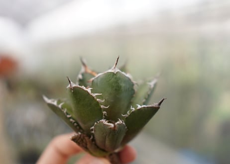 Agave titanota FO-76 C NO.1   (G)
