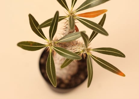 Pachypodium Gracilius パキポディウム  グラキリス  実生  No.2