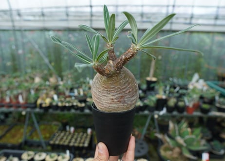 パキポディウム　グラキリス　Pachypodium gracilius　No.3