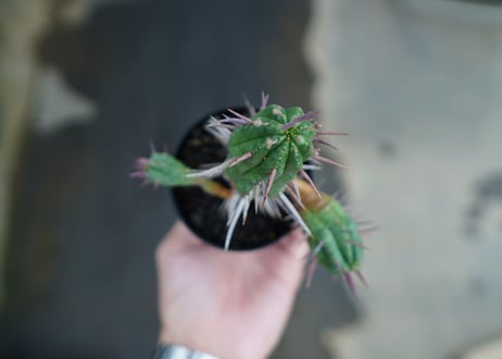 ユーフォルビア　フェロックス　Euphorbia ferox