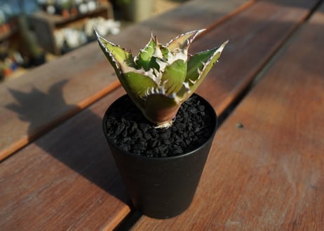 アガベ　チタノタ　レッドキャットウィーズル　Agave titanota Red catweezle　No.4