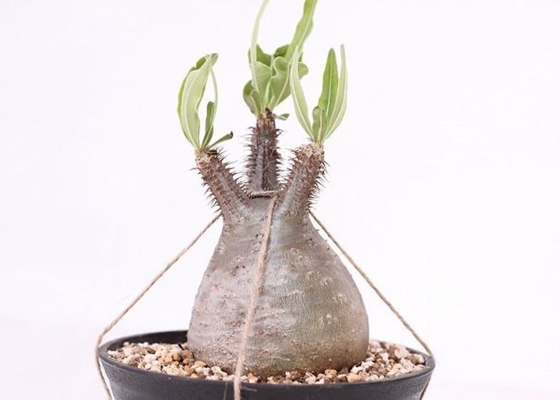 パキポディウム グラキリス Pachypodium gracilius ② パキポディウム グラキリス 2頭 Pachypodium gracilius 発根済