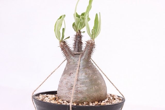 Pachypodium Gracilius パキポディウム グラキリス 未発根 no.4