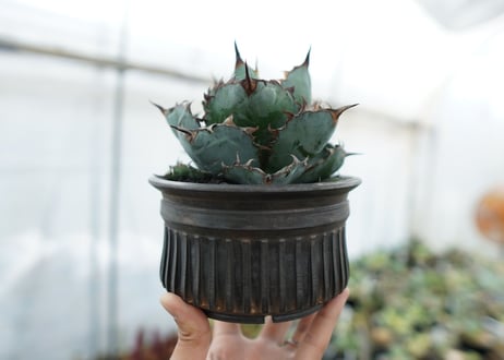 アガベ　チタノタ　 ブラックアンドブルー 　Agave titanota black and blue　NO.7