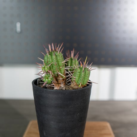 ユーフォルビア　フェロックス　大型株 fit=scale-down,w=1200