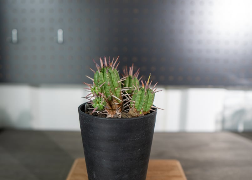 ユーフォルビア フェロックス 大型株 ユーフォルビア フェロックス