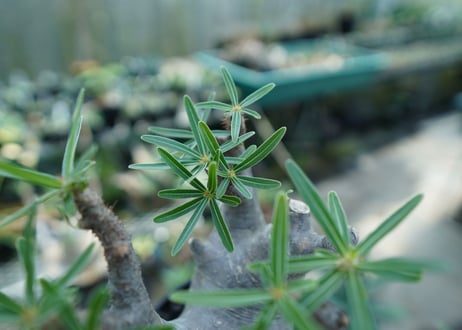 パキポディウム　グラキリス　 Pachypodium Gracilius  No.2