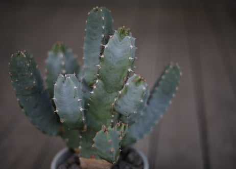 ユーフォルビア 白角キリン Euphorbia resinifera