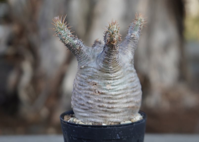 パキポディウム グラキリス No.10 | mana's farm:塊根植物・アガベ