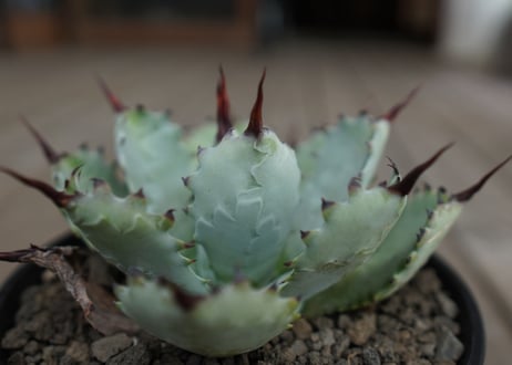 アガベ　マクロアカンサ×ポタトラム　 Agave macroacantha×potatorum