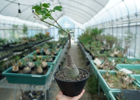 アデニア　グラウカ　Adenia glauca